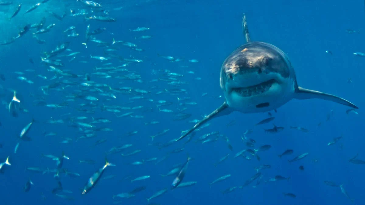 Shark Attack Survival: The First 10 Seconds That Could Save Your Life